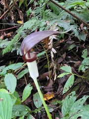 Arisaema