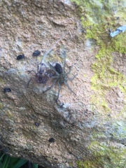 Lycosoides coarctata