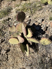 Opuntia macrocentra