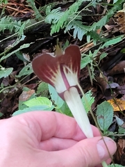 Arisaema