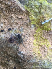 Lycosoides coarctata