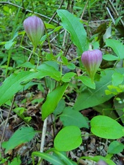 Clematis glaucophylla