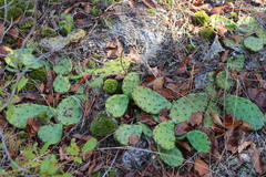 Opuntia humifusa