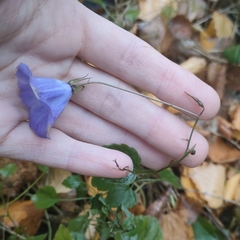 Campanula carpatica