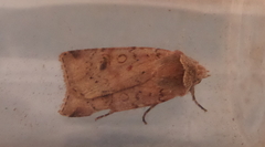 Cerastis faceta