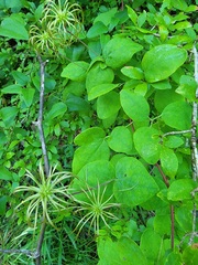 Clematis glaucophylla