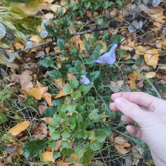 Campanula carpatica