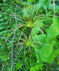 Clematis glaucophylla