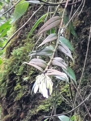 Epidendroideae