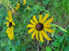 Rudbeckiinae