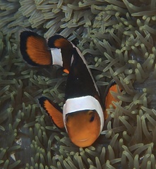 Amphiprion ocellaris