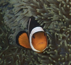 Amphiprion ocellaris