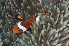 Amphiprion ocellaris