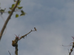 Tyrannidae
