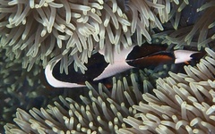 Amphiprion ocellaris