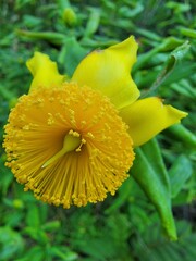 Hypericum prolificum