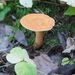 Birch Milkcap - Photo (c) Andrey Danilin, some rights reserved (CC BY-NC), uploaded by Andrey Danilin