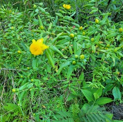 Hypericum prolificum