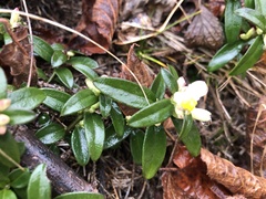 Polygaloides chamaebuxus