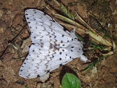 Lymantria alexandrae