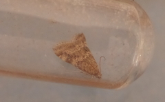 Cornifrons ulceratalis