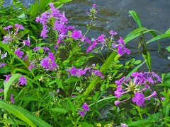 Phlox carolina