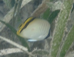 Chaetodon vagabundus
