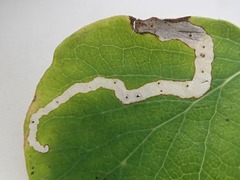Aulagromyza hendeliana