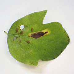 Phyllonorycter emberizaepenella