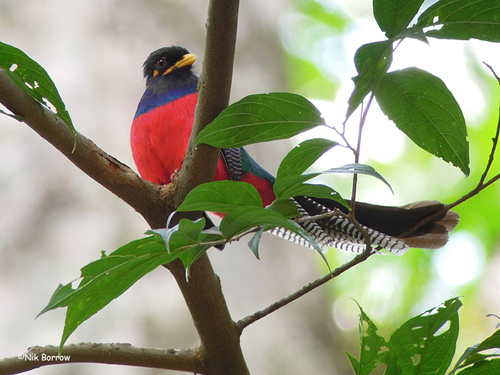 Bar-tailed Trogon