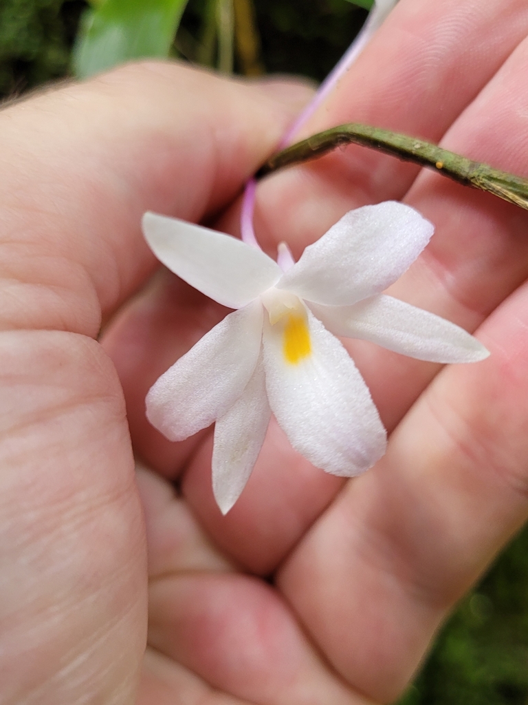Dendrobium montanum J.J.Sm. 3