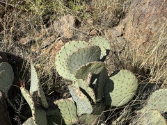 Opuntia macrocentra