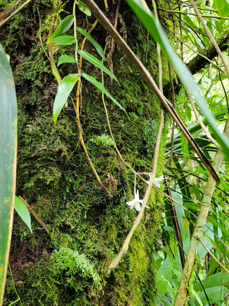 Dendrobium montanum J.J.Sm. 4