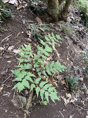 Cyrtomium caryotideum