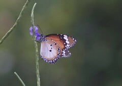 Danaus chrysippus chrysippus
