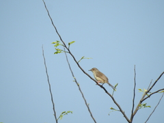 Prinia sylvatica