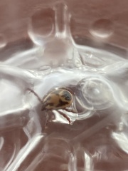 Rhipicephalus pulchellus