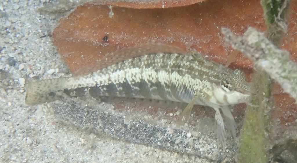 Cylindrical sandperch