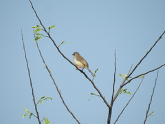 Prinia sylvatica