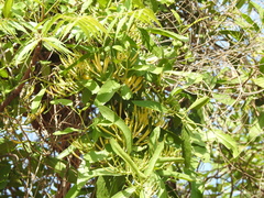 Dendrophthoe falcata