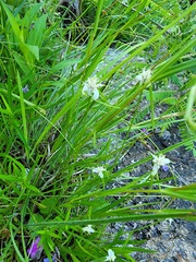 Rhynchospora colorata