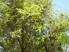 Dendrophthoe falcata