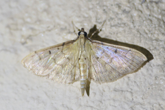 Herpetogramma dorsipunctalis
