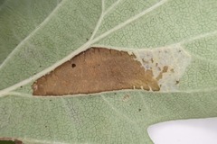 Phyllonorycter emberizaepenella