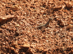 Sitana ponticeriana