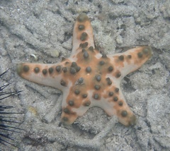 Protoreaster nodosus