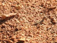 Sitana ponticeriana