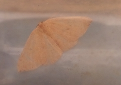 Cyclophora puppillaria