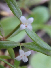 Galium humifusum
