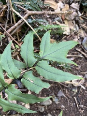 Cyrtomium caryotideum